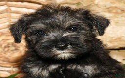 Miniature Schnauzer dogs for sale: Tinker - Image 1