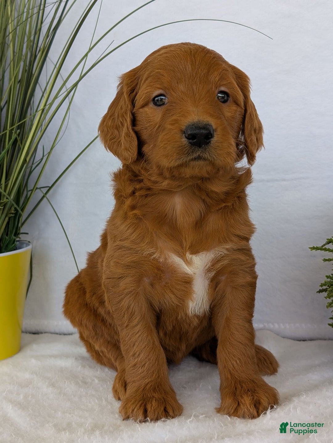 Goldendoodle dogs for sale: Emmie - Image 21