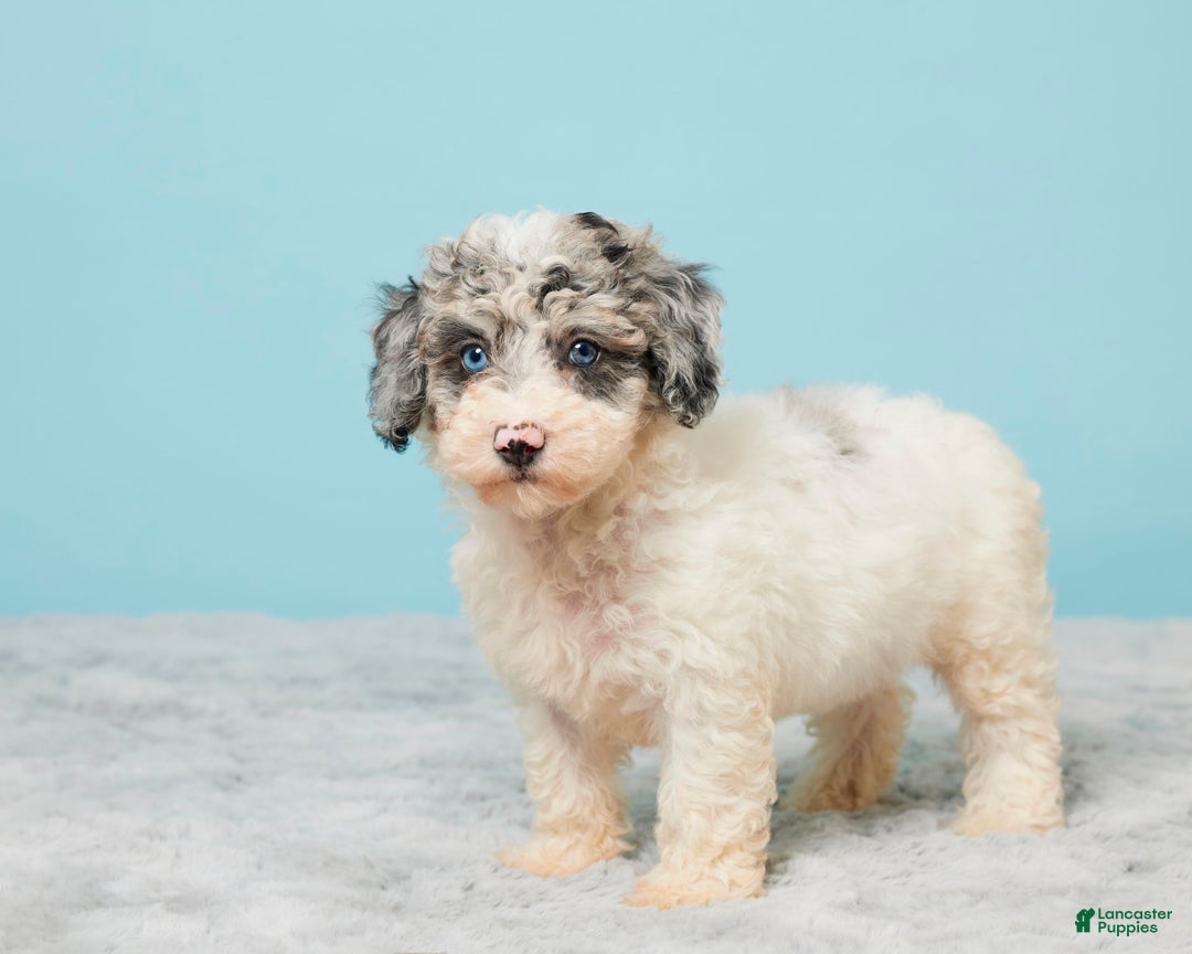 Miniature Poodle dogs for sale: Abby - Image 2