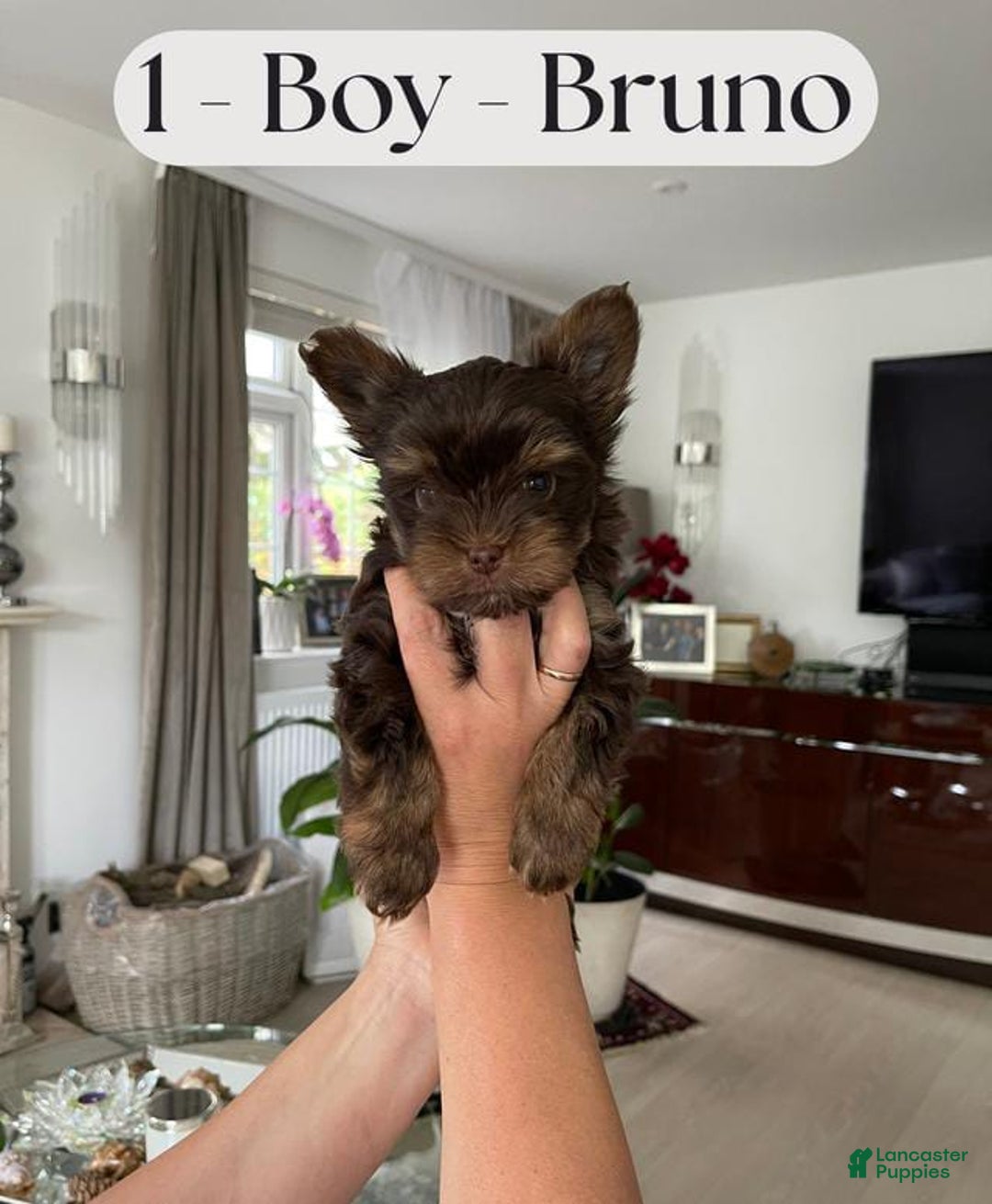Yorkshire Terrier dogs for sale: Yorkshire Terrier 3 puppies - Image 5