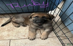German Shepherd dogs for sale: Ruby - Image 2
