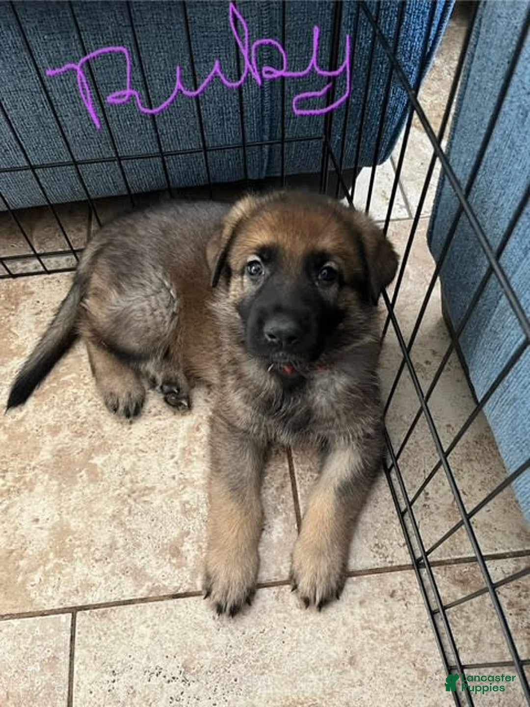 German Shepherd dogs for sale: Ruby - Image 2