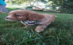 Cavapoo dogs for sale: Taffy - Image 8