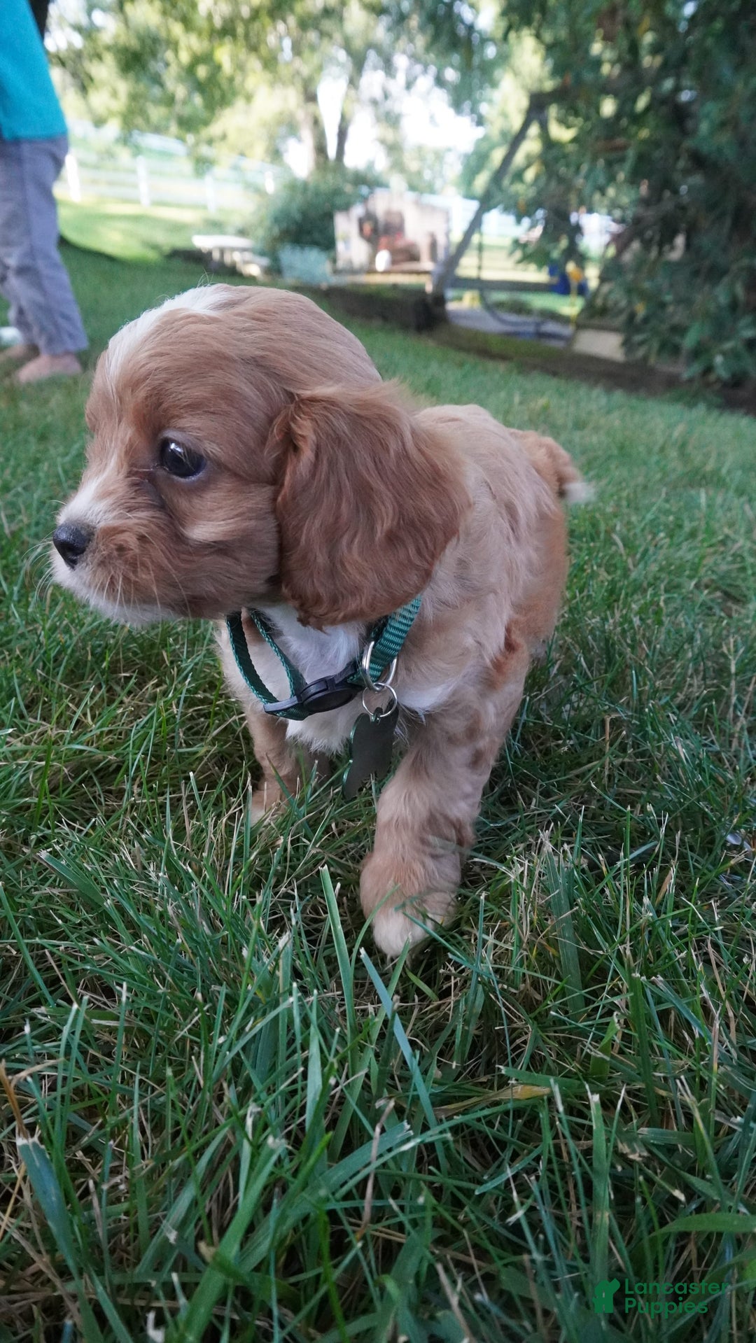 Cavapoo dogs for sale: Taffy - Image 8