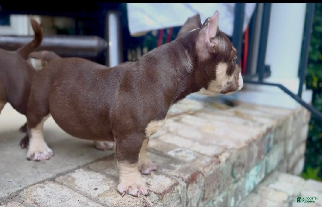 American Bully dogs for sale: Trixie - Image 2