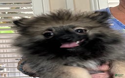 Pomeranian dogs for sale: Akc Gypsy - Image 1