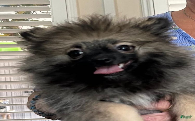 Pomeranian dogs for sale - Ad 1