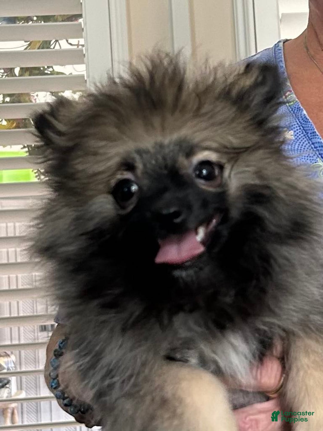 Pomeranian dogs for sale: Akc Gypsy - Image 1