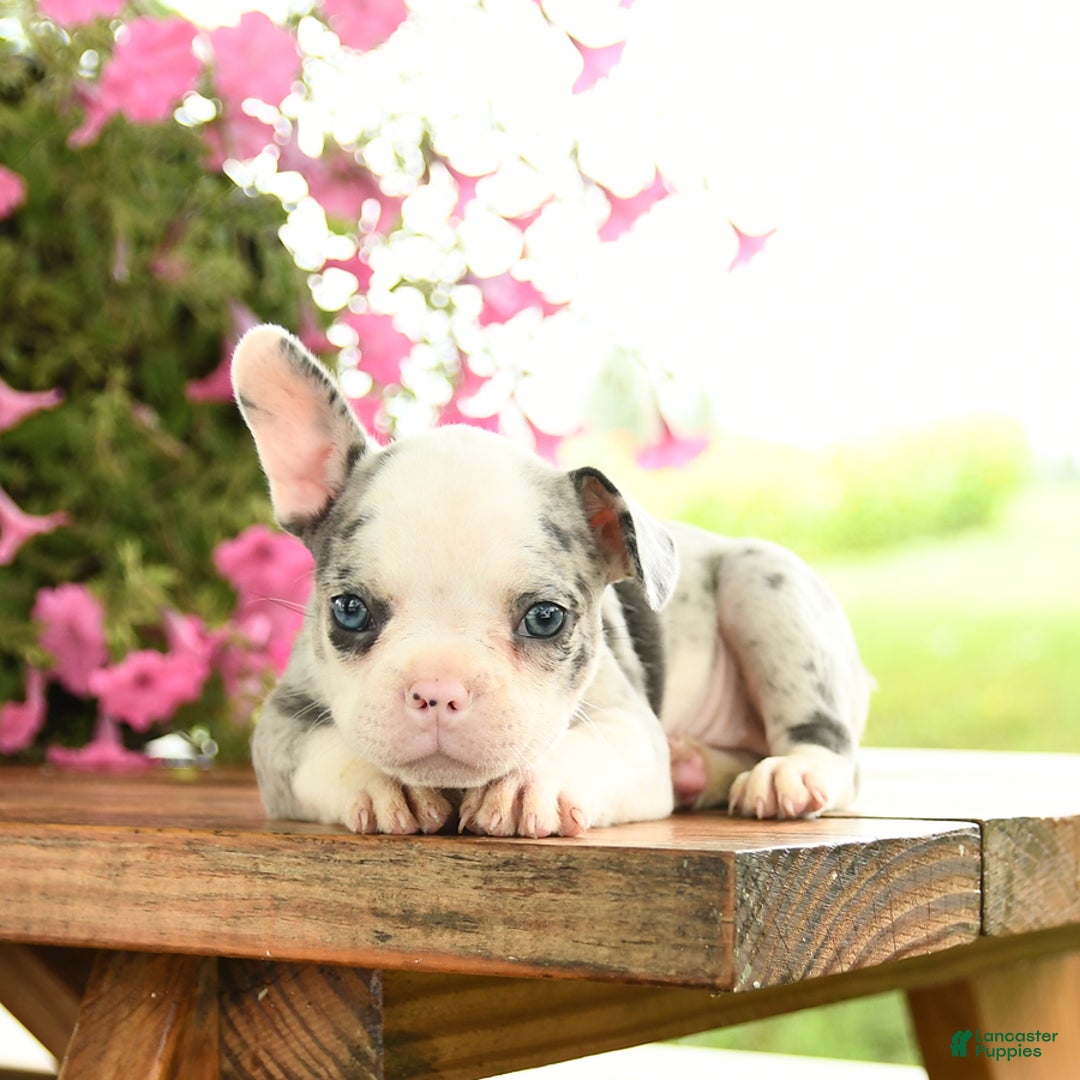Frenchton dogs for sale: Gloria - Image 1