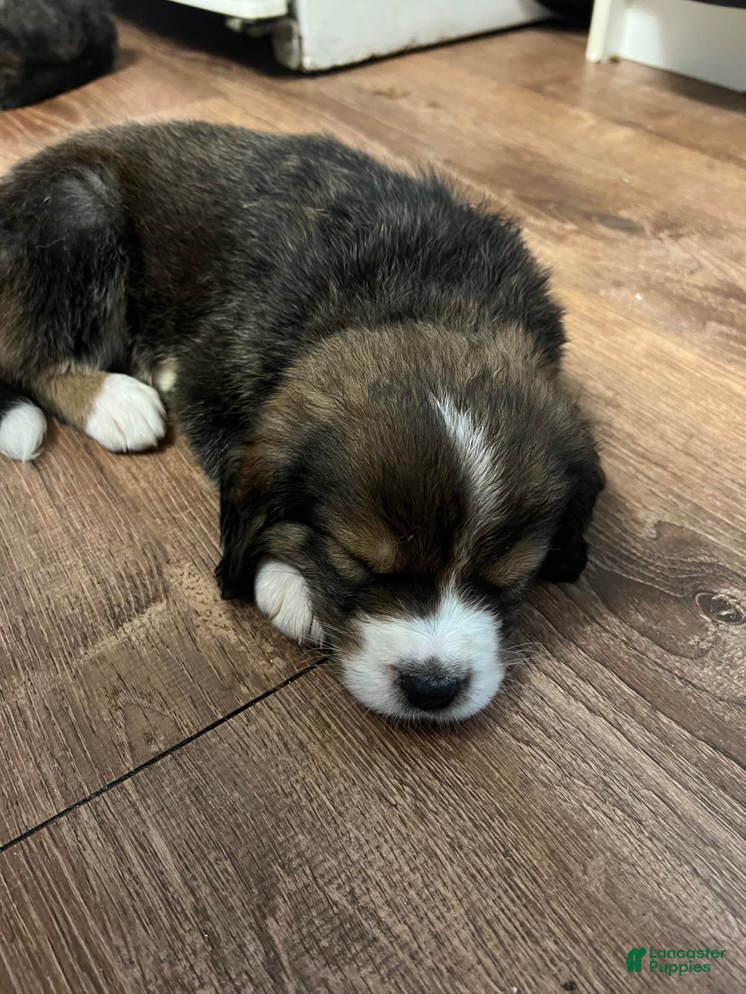 Bernedoodle dogs for sale: Harriet - Image 14