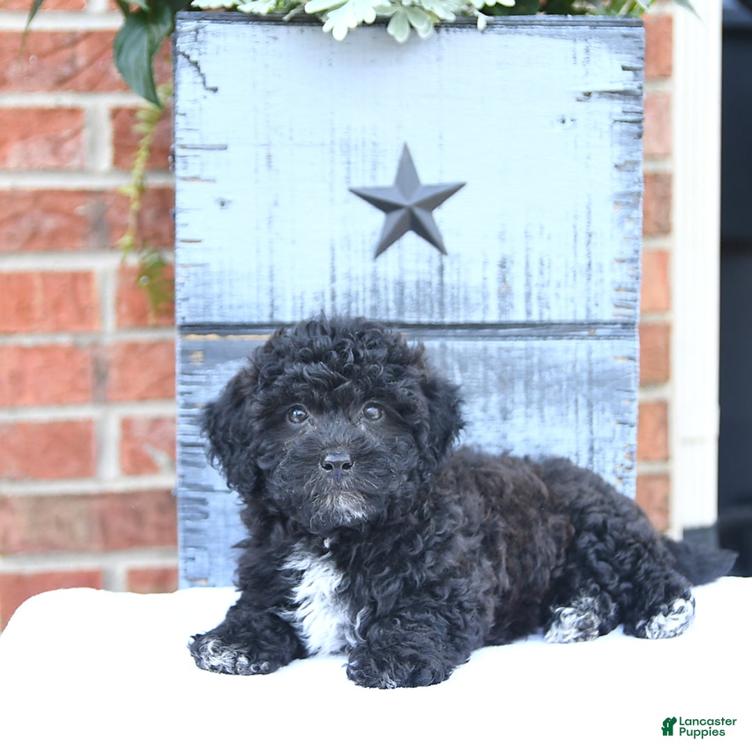 Toy Poodle dogs for sale: Kassia - Image 1