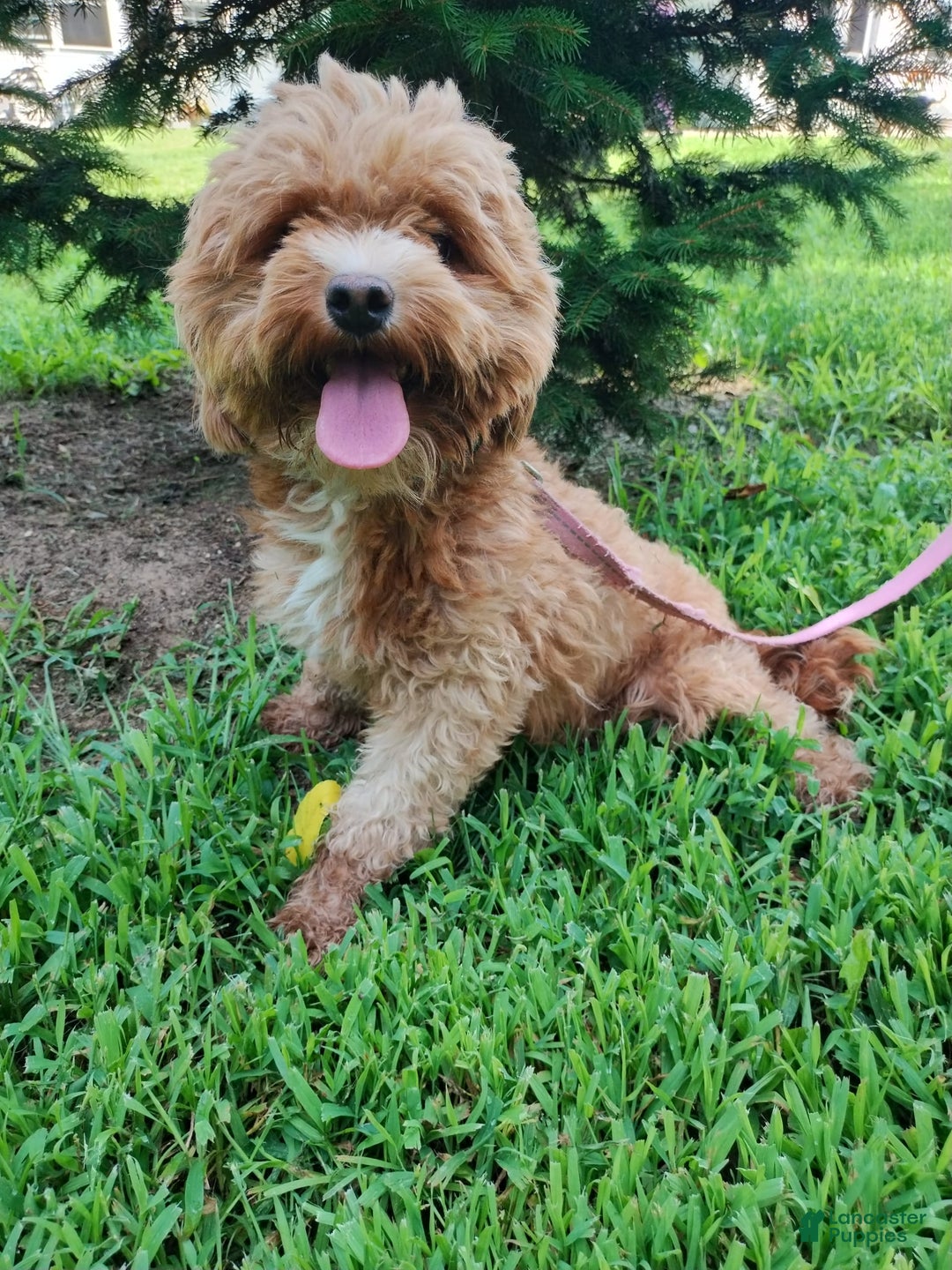 Shihpoo dogs for sale: Noelle - Image 3