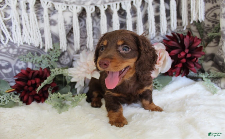 Miniature Dachshund dogs for sale - Ad 1
