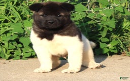 Akita dogs for sale: Mac - Image 2