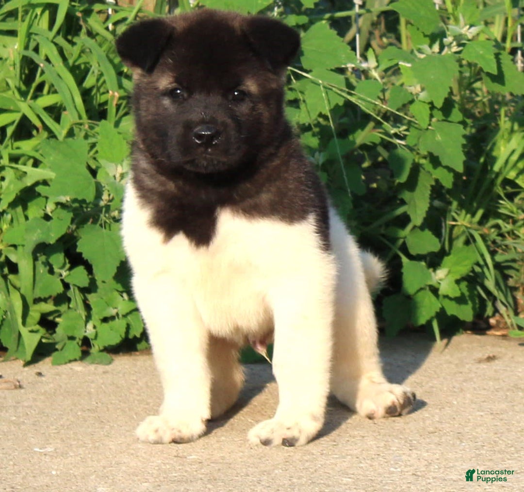 Akita dogs for sale: Mac - Image 2