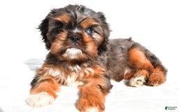 Cavapoo dogs for sale: Daisy - Image 3