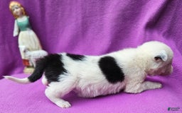 Border Collie dogs for sale: Dreami - Image 40