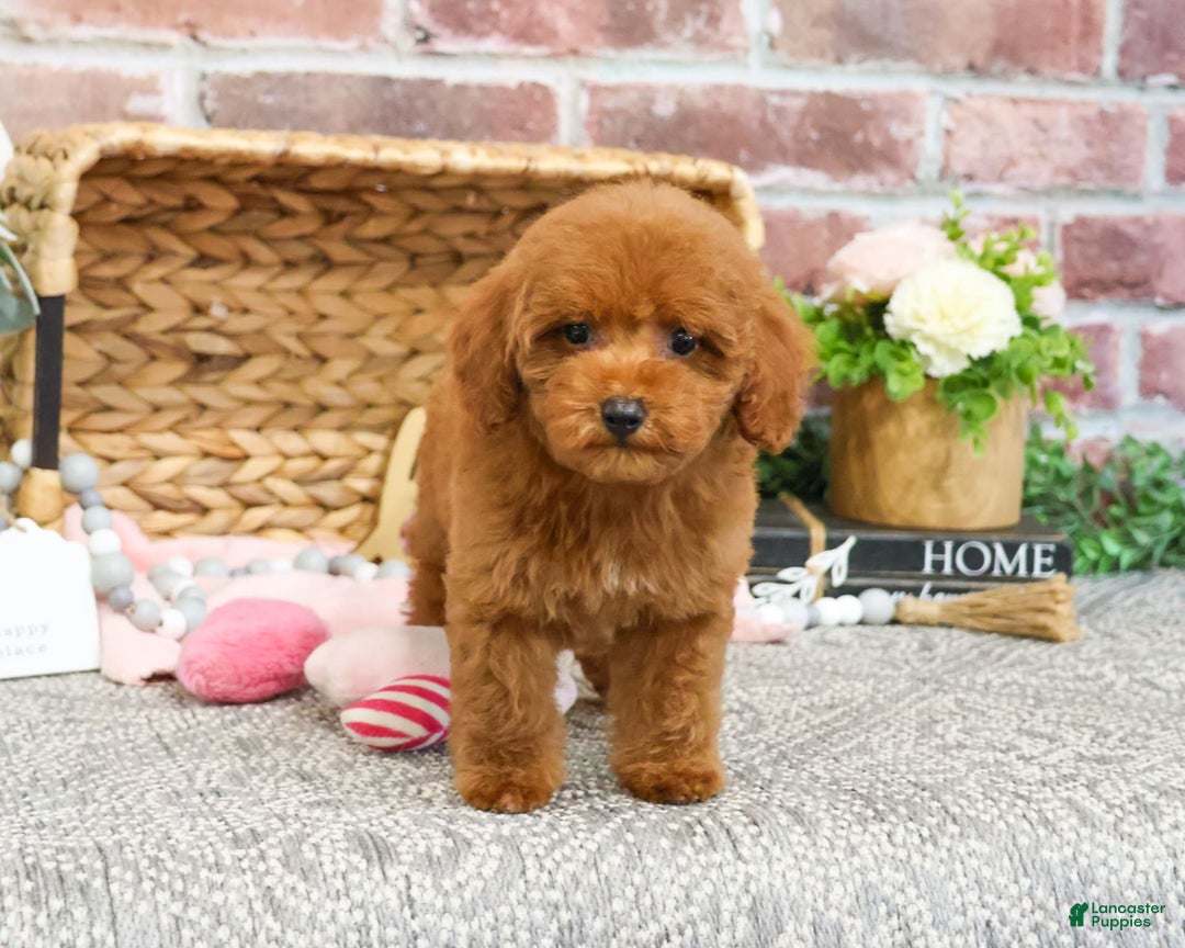 Miniature Poodle dogs for sale: Gloria - Image 3