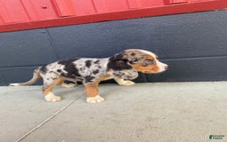 Beaglier dogs for sale: Anthony - Image 2