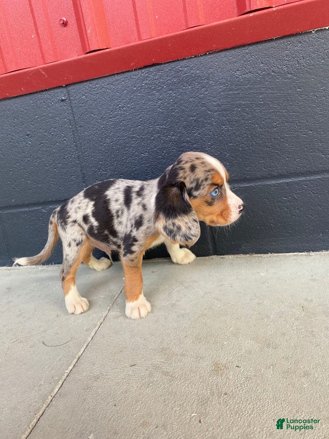 Beaglier dogs for sale: Anthony - Image 2