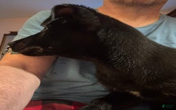 Belgian Malinois dogs for sale: Ulf-keine - Image 2