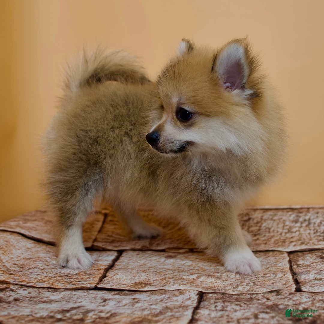 Pomeranian dogs for sale: Taryn - Image 2