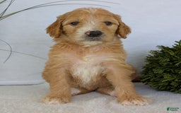Goldendoodle dogs for sale: Sadie - Image 25