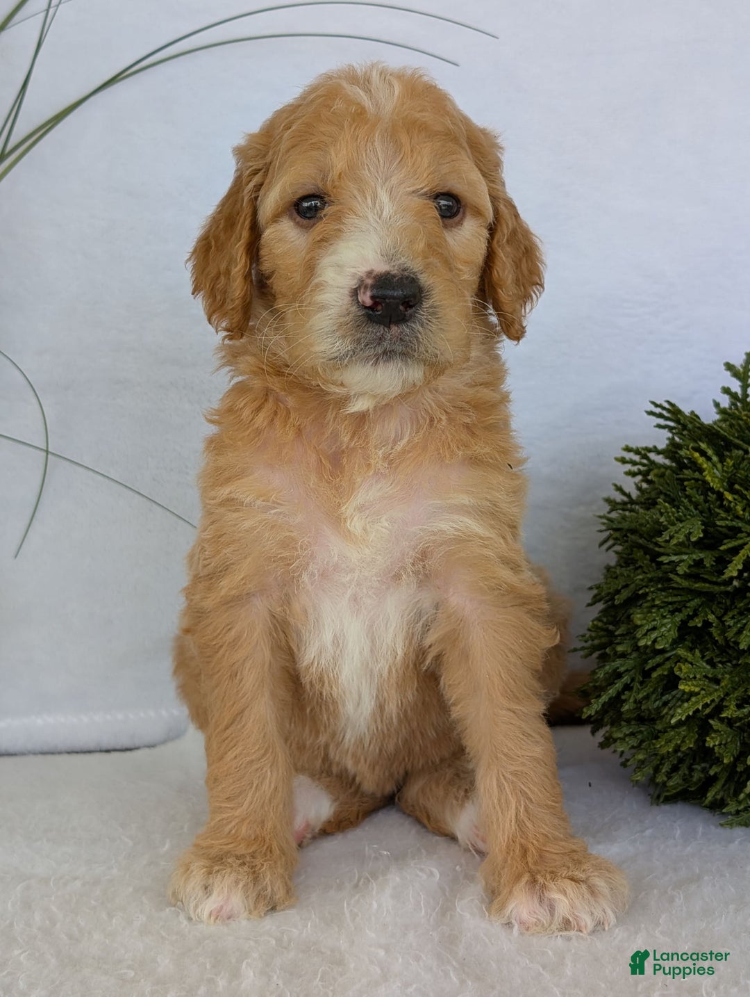 Goldendoodle dogs for sale: Sadie - Image 25