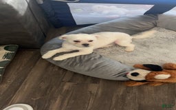 Maltipoo dogs for sale: Ghost - Image 10
