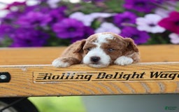 Toy Poodle dogs for sale: Dewey - Image 4