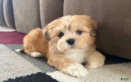 Lhasa Apso dogs for sale: Benji - Image 4