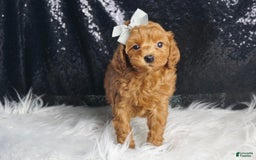 Maltipoo dogs for sale: Maltipoo 2 puppies - Image 9