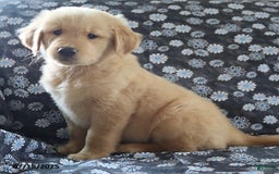 Golden Retriever dogs for sale: Rocky - Image 1