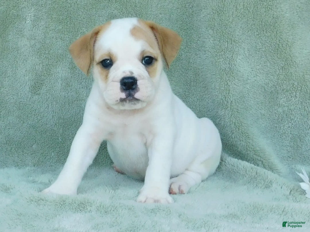 English Bulldog dogs for sale: Jasper - Image 3