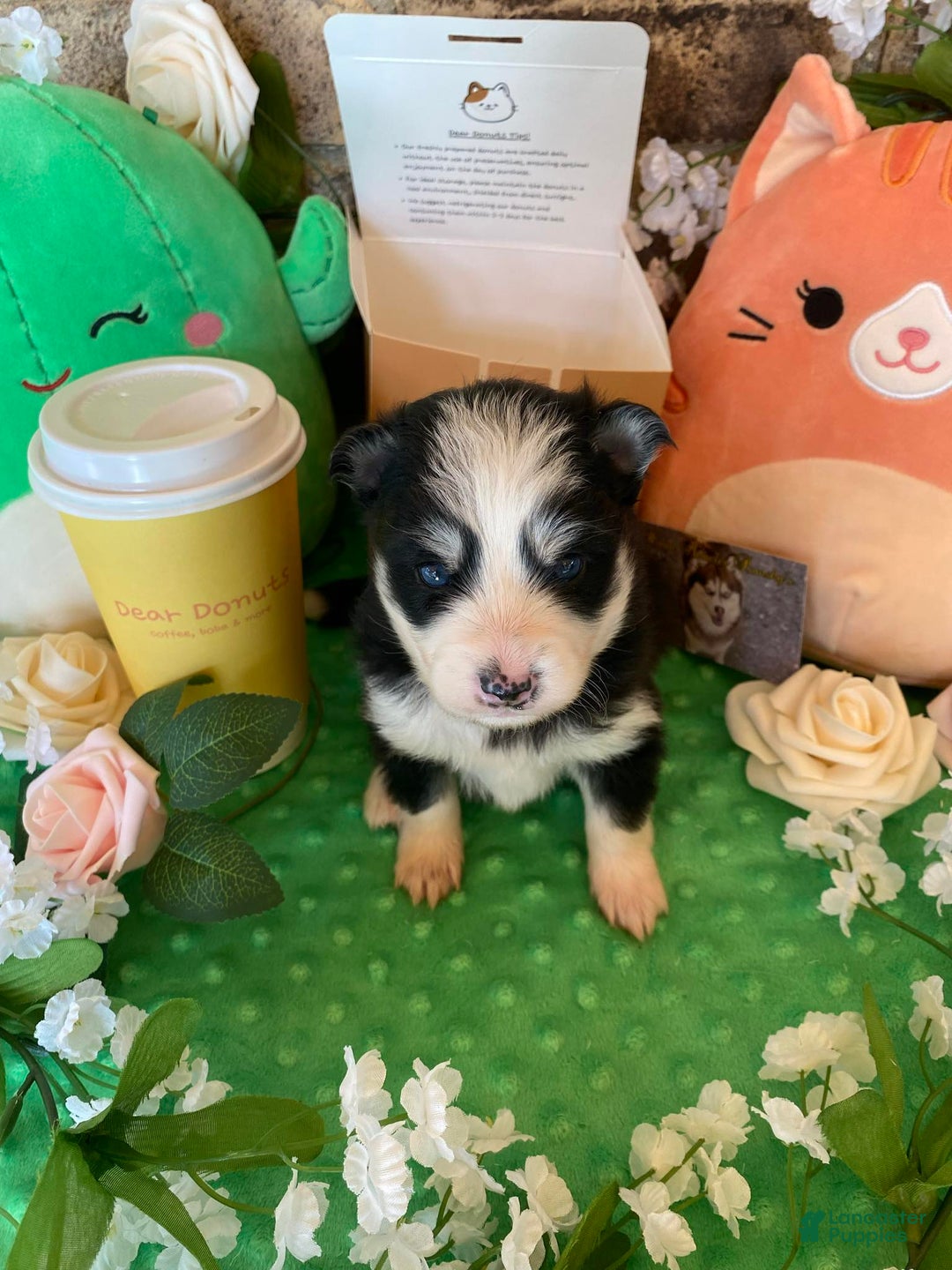 Pomsky dogs for sale: Luffy - Image 8