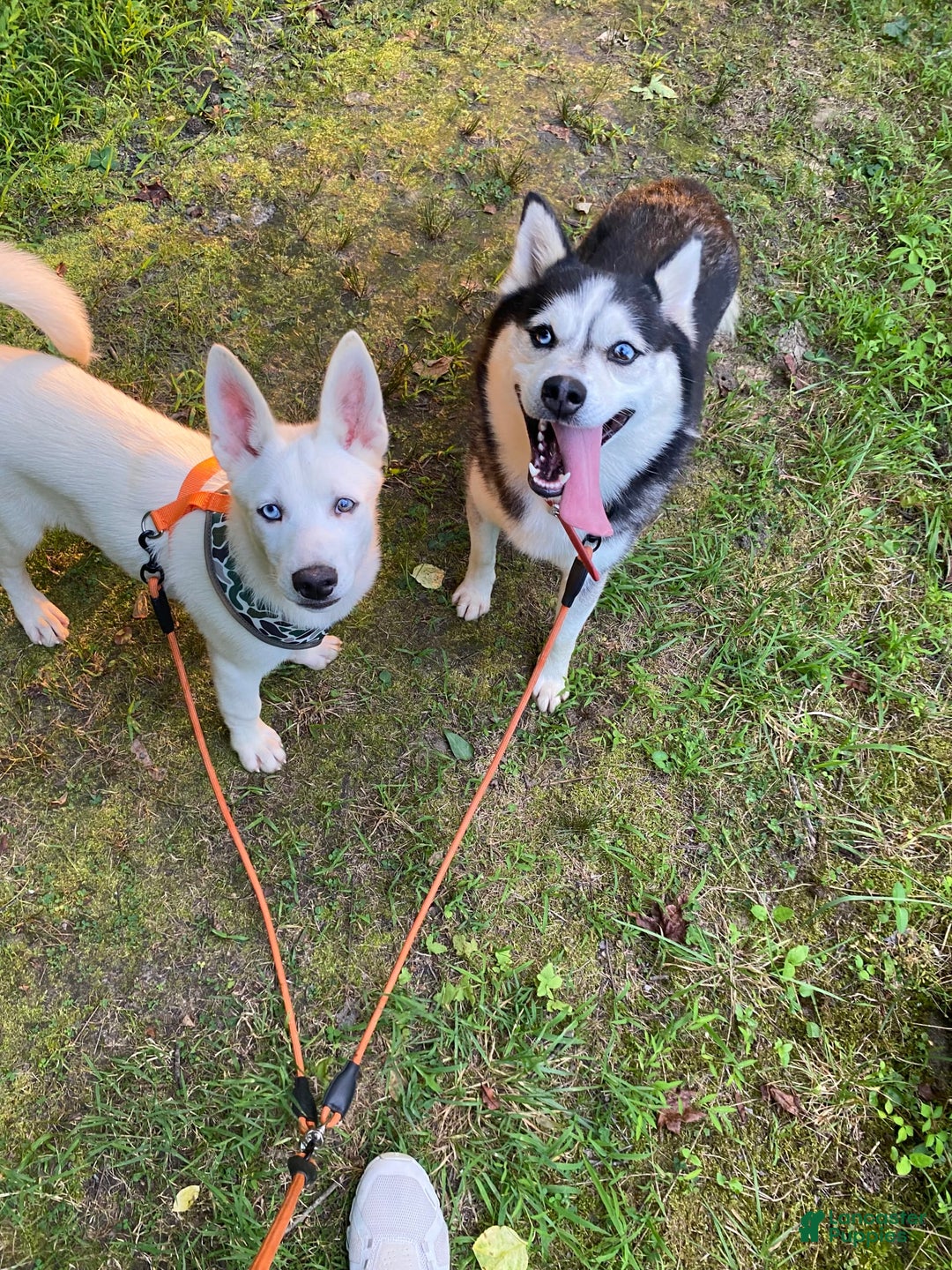Pomsky dogs for sale: Digger - Image 2