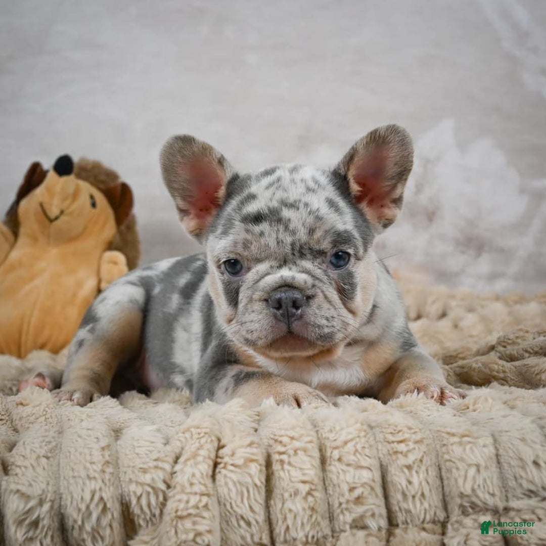 French Bulldog dogs for sale: Raven - Image 6