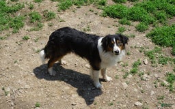 Border Collie dogs for sale: Andy - Image 8