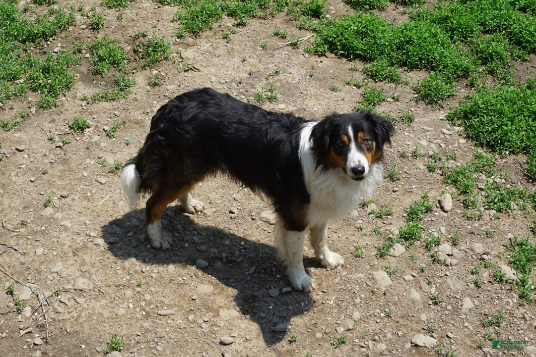 Border Collie dogs for sale: Andy - Image 8