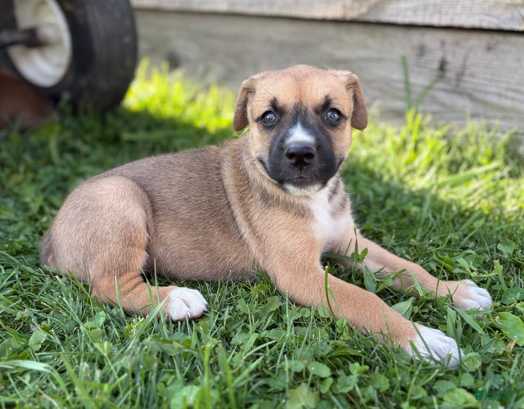 Boxer dogs for sale: Boxer 7 puppies - Image 10