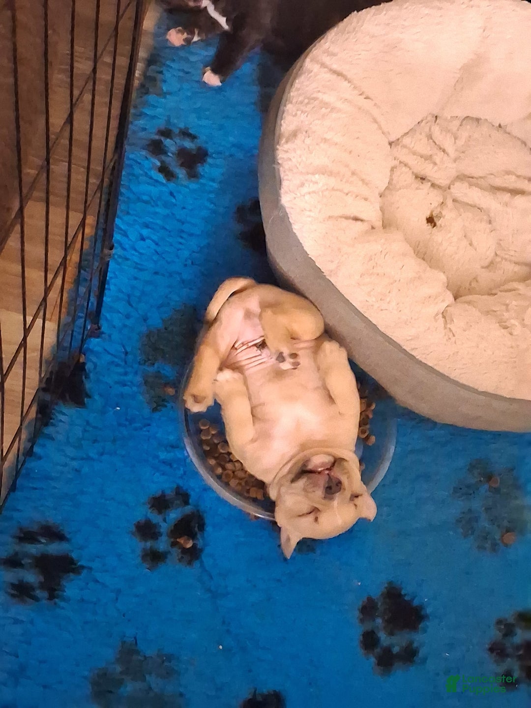 American Bully dogs for sale: Foxtrot - Image 5