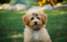 Miniature Poodle dogs for sale: Addison - Image 4