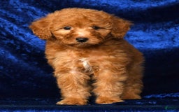 Mini Goldendoodle dogs for sale: Dolly - Image 2