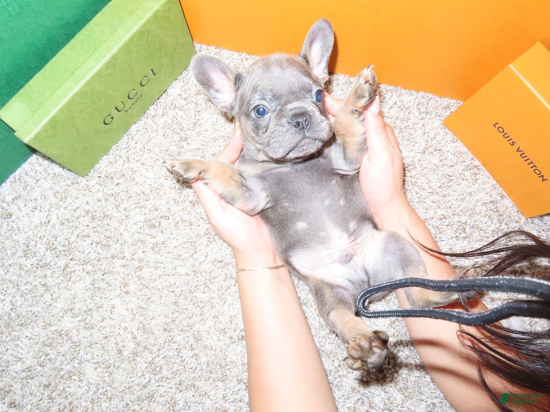 French Bulldog dogs for sale: Pluto - Image 1