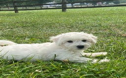 Bichon Frise dogs for sale: Blu - Image 2