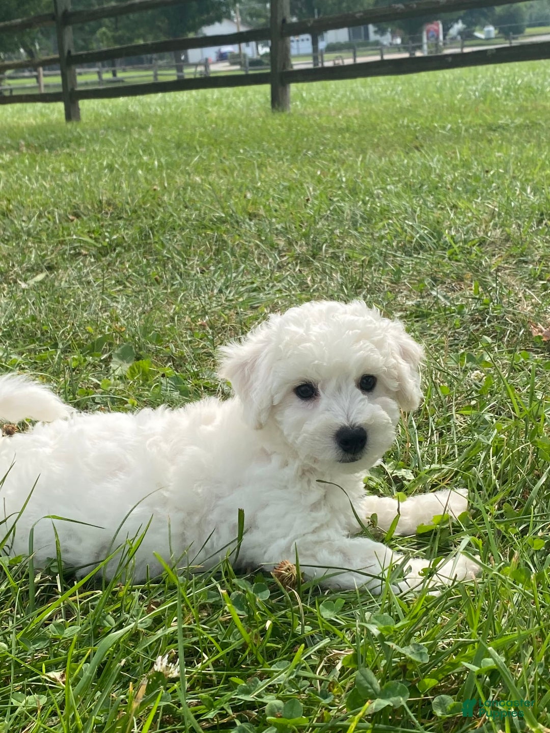 Bichon Frise dogs for sale: Blu - Image 2
