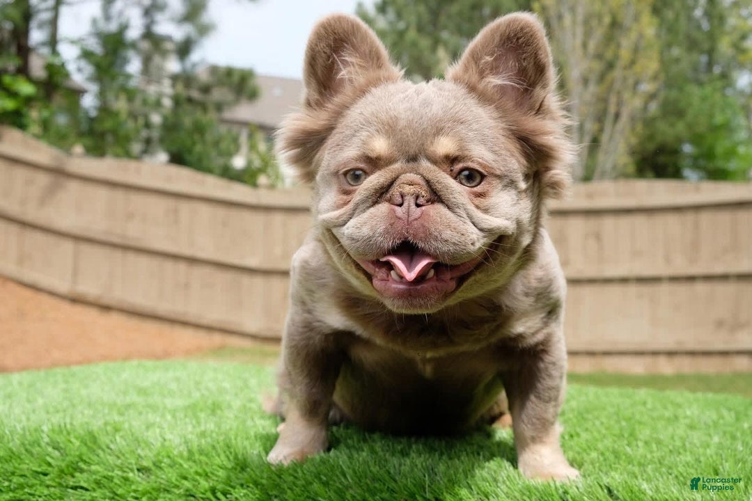 French Bulldog dogs for sale: Gorgeous George - Image 8