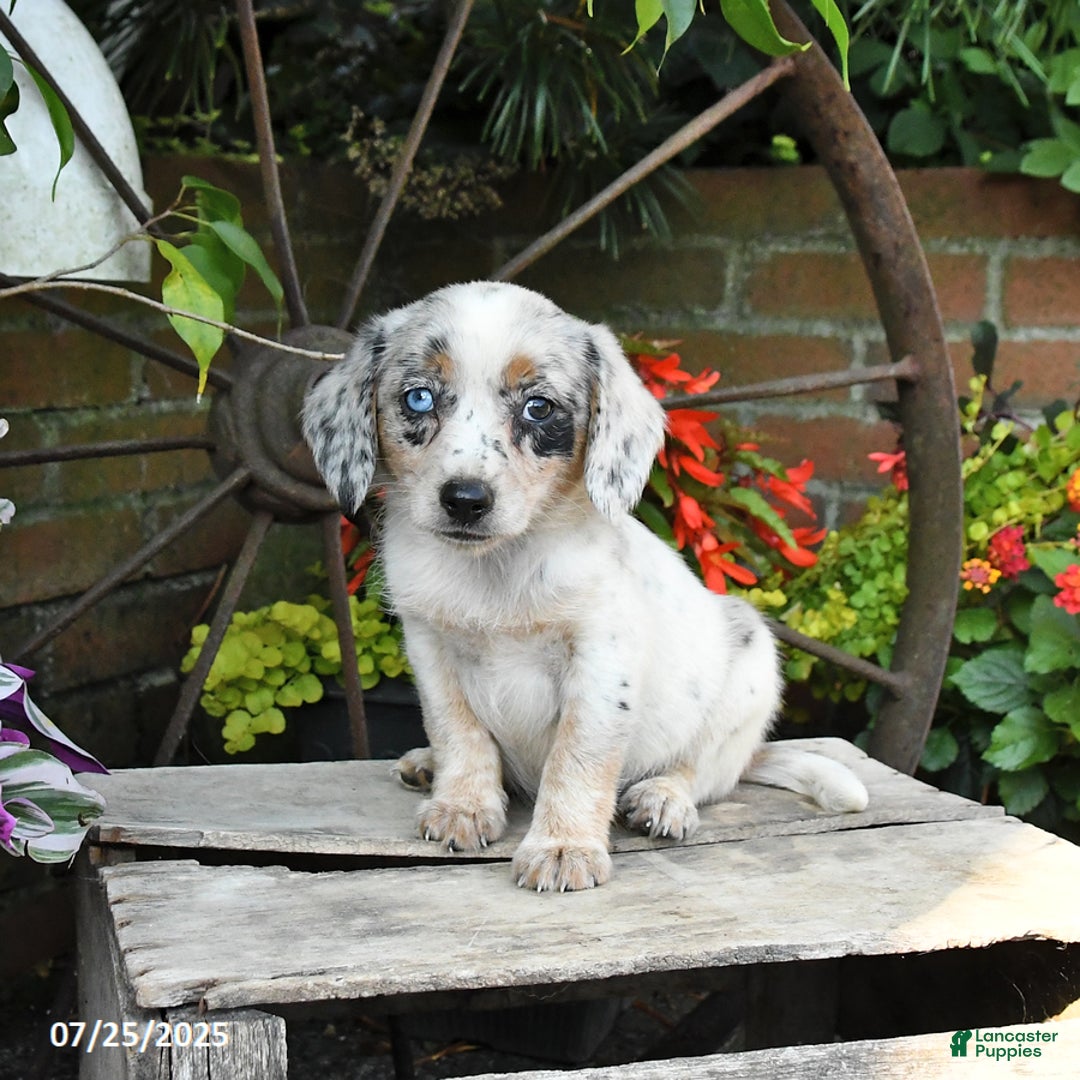 Miniature Australian Shepherd dogs for sale: Flow - Image 4