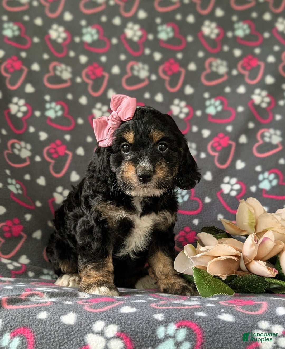 Cockapoo dogs for sale: Charmaine - Image 8
