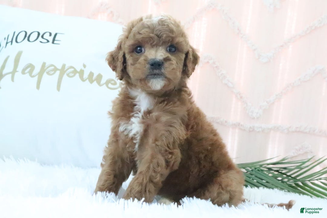 Goldendoodle dogs for sale: Kylie - Image 3